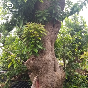 MUA BÁN CÂY LỘC VỪNG TOÀN QUỐC