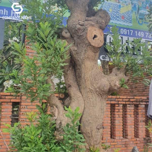 BÁN CÂY LỘC VỪNG TẠI LONG AN