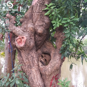 LỘC VỪNG KHỦNG GIAO HÀNG TOÀN QUỐC
