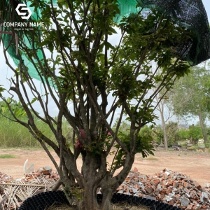 CÂY MAI CỔ THỤ GIÁ RẺ TẠI LONG AN