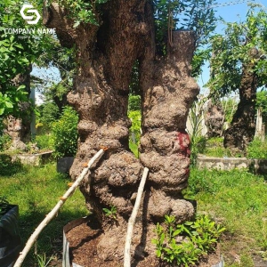 CÂY LỘC VỪNG DÁN PHU THÊ ĐỘC LẠ