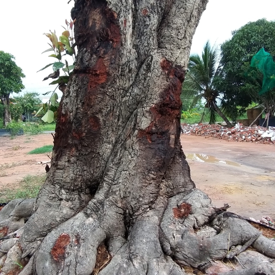 CÂY TRÂM GÓI CỔ THỤ GIÁ RẺ