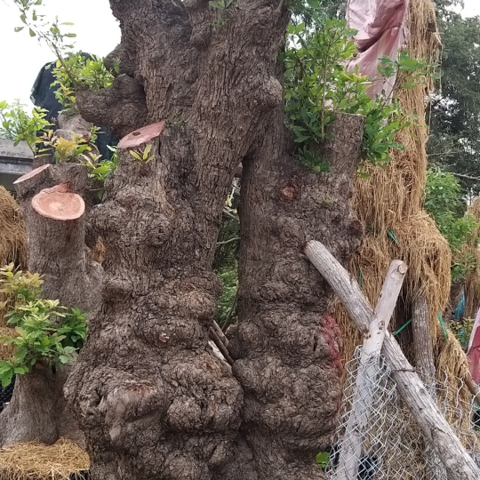 CÂY LỘC VỪNG DÁN PHU THÊ ĐỘC LẠ
