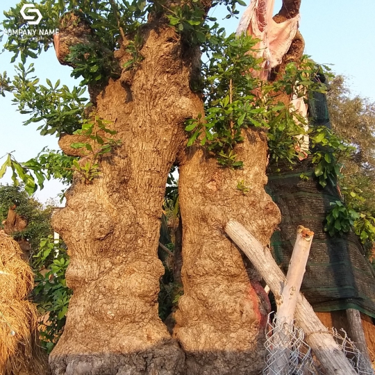 CÂY LỘC VỪNG DÁN PHU THÊ ĐỘC LẠ
