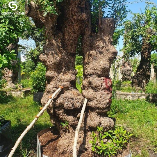 CÂY LỘC VỪNG DÁN PHU THÊ ĐỘC LẠ